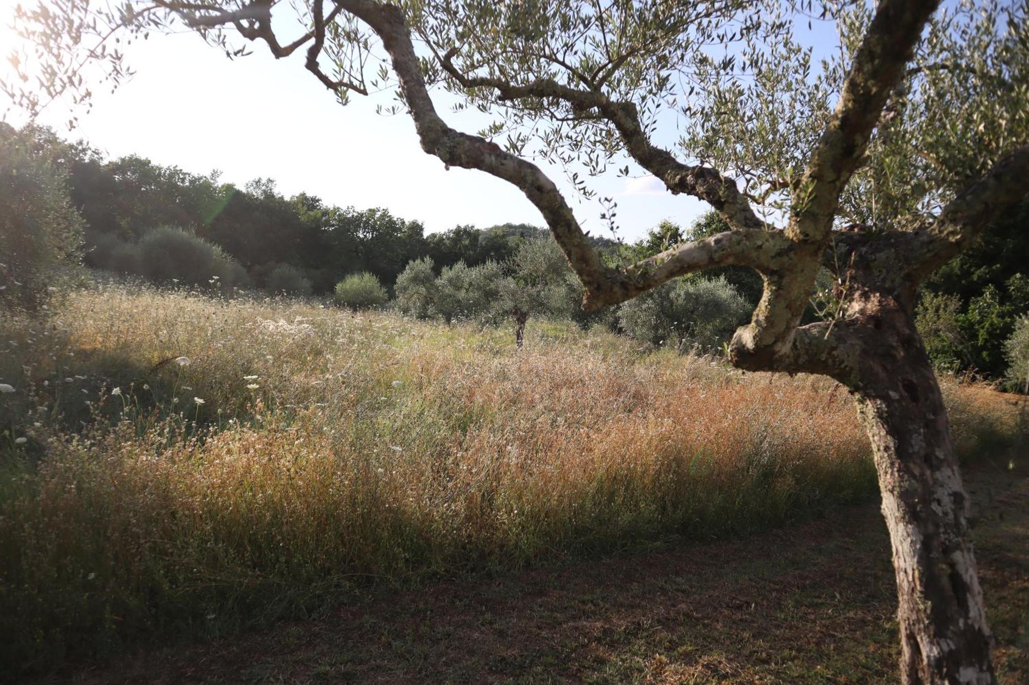 Abbadia Wine Relais Bed & Breakfast Montefollonico Exterior photo