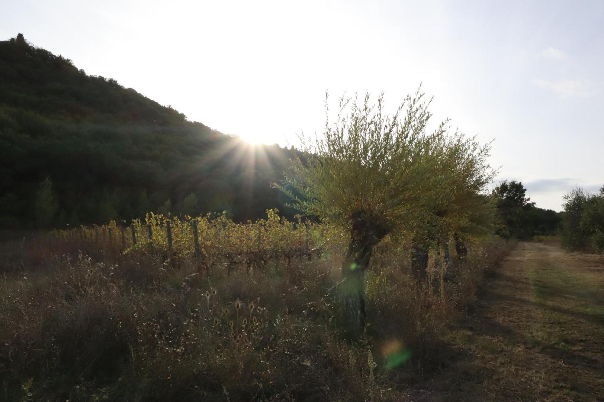 Abbadia Wine Relais Bed & Breakfast Montefollonico Exterior photo